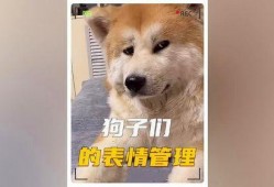 娱乐圈狗子爆料事件,揭秘明星背后的秘密