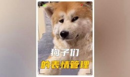 娱乐圈狗子爆料事件,揭秘明星背后的秘密